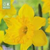 Narcissus Dutch Master - Narzisse