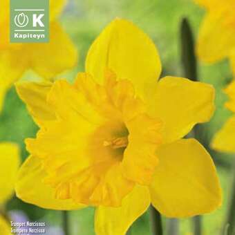 Narcissus Dutch Master