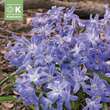 Chionodoxa luciliae: Bild 1/1