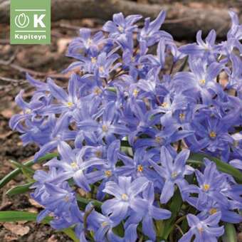Chionodoxa luciliae