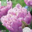 Tulipa Cairns: Bild 1/1