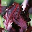 Tulipa Black Parrot: Bild 1/1