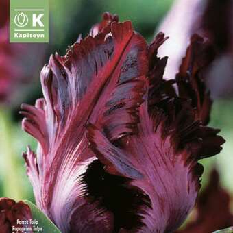Tulipa Black Parrot