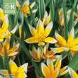 Tulipa Tarda: Bild 1/1