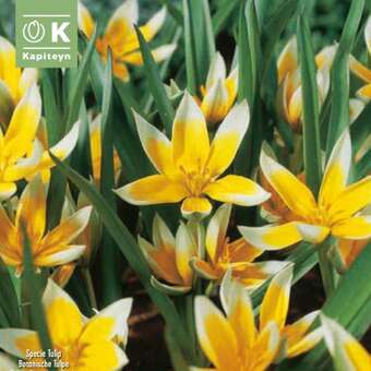 Tulipa Tarda