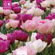 Lovely Combination Tulpen gefüllt weiß/rosa/violett: Bild 1/1