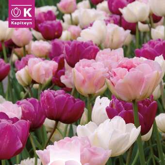 Lovely Combination Tulpen gefüllt weiß/rosa/violett