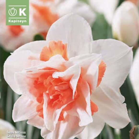 Narcissus Repelete: Bild 1/1 Narcissus Repelete: Bild 1/1