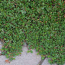 Cotoneaster dammeri 'Streibs Findling' - Kriechmispel