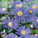 Anemone blanda Blue Shades - Windröschen