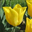 Tulpe Strong Gold: Bild 1/1