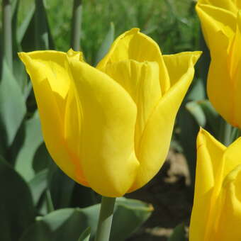 Tulpe Strong Gold