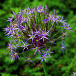 Allium Christophii: Bild 1/1