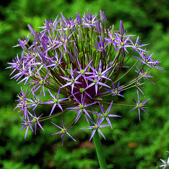 Allium Christophii