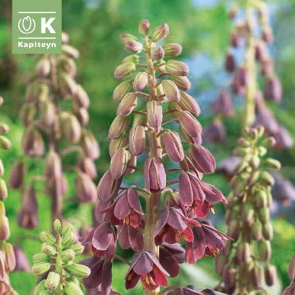 Fritillaria persica: Bild 1/1 Fritillaria persica: Bild 1/1