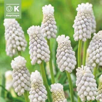 Muscari armeniacum Siberian Tiger