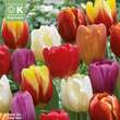 Tulipa Mischung: Bild 1/1