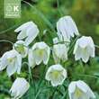 Fritillaria meleagris Alba: Bild 1/1