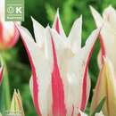 Tulipa Marilyn - Lilienblütige Tulpe