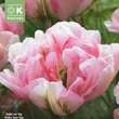 Tulipa Finola: Bild 1/1