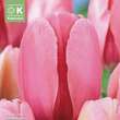 Tulipa Pink Impression: Bild 1/1