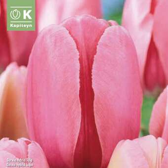 Tulipa Pink Impression