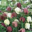 Fritillaria meleagris Mischung: Bild 1/1