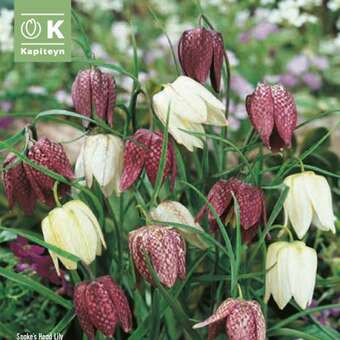 Fritillaria meleagris Mischung