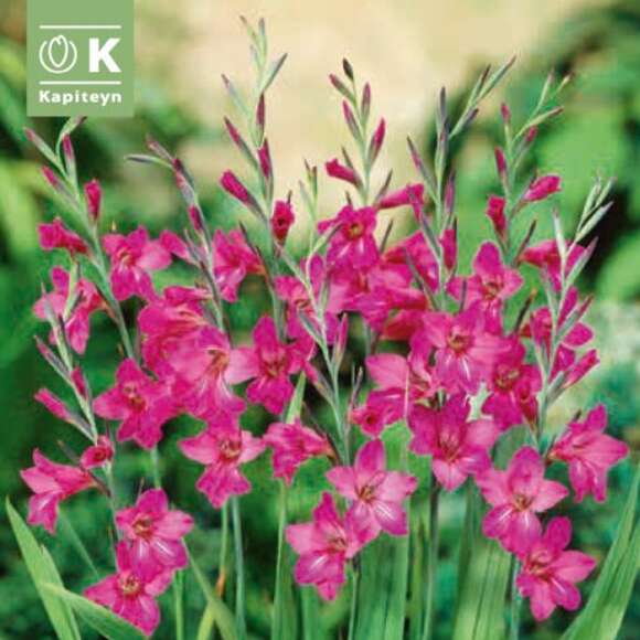 Gladiolus byzantinus: Bild 1/1 Gladiolus byzantinus: Bild 1/1
