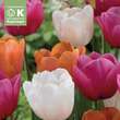 Tulipa Triumph Mischung: Bild 1/1