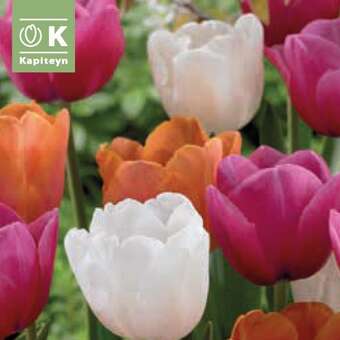 Tulipa Triumph Mischung