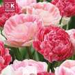 Lovely Comb. Tulpen gefüllt rosa: Bild 1/1