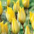 Tulipa sylvestris: Bild 1/1