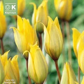Tulipa sylvestris