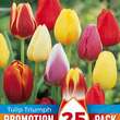 Tulipa Mischung: Bild 1/1