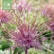Allium schubertii: Bild 1/1