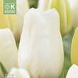 Tulipa Orleans: Bild 1/1
