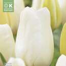 Tulipa Orleans - einfache späte Tulpe