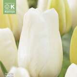 Tulipa Orleans - einfache späte Tulpe