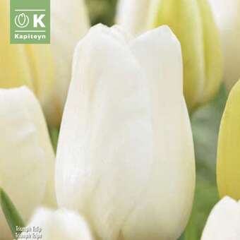 Tulipa Orleans