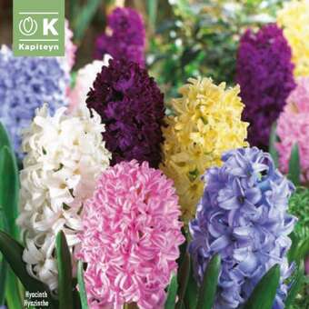 Hyacinthus Mischung