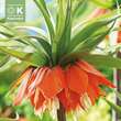 Fritillaria imp. Rubra: Bild 1/1