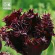 Tulipa Labrador: Bild 1/1