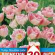 Tulipa Angelique: Bild 1/1