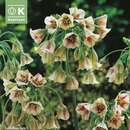 Allium siculum nectaroscordum - Zierlauch