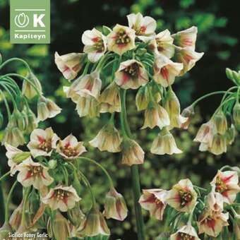 Allium siculum nectaroscorum