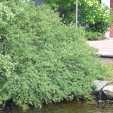 Salix purpurea 'Nana' - Feintriebige Pupurweide