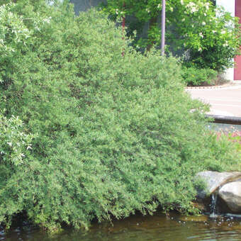 Salix purpurea 'Nana'