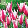 Tulipa Peppermintstick: Bild 1/1