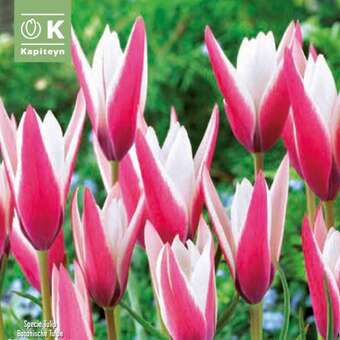 Tulipa Peppermintstick